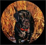 Black Lab